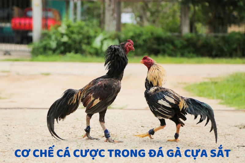 Cơ chế cá cược trong đá gà cựa sắt