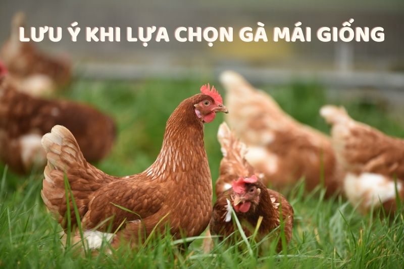 Lưu ý khi lựa chọn gà mái giống