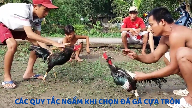 Các quy tắc ngầm khi chọn đá gà cựa tròn