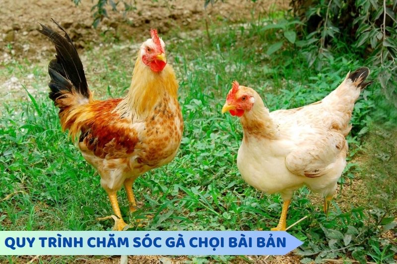 Quy trình chăm sóc gà chọi bài bản để chiến kê luôn khỏe mạnh