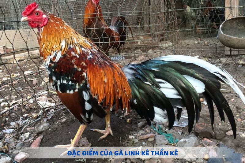 Đặc tính tiêu biểu của gà linh kê thần kê