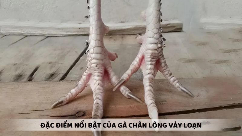 Đặc điểm nổi bật của gà chân lông vảy loạn