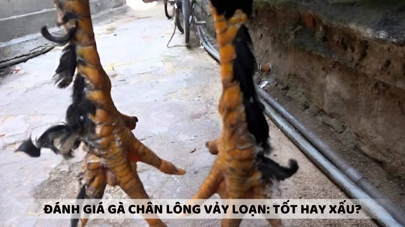 Đánh giá gà chân lông vảy loạn: Tốt hay xấu?