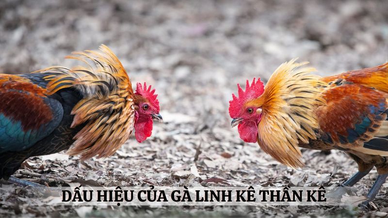 Những dấu hiệu của gà linh kê thần kê