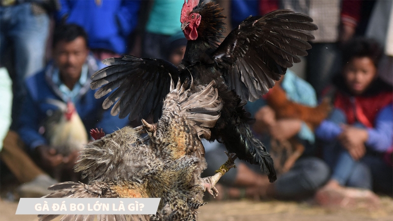 Khám phá gà đá bo lớn là gì?