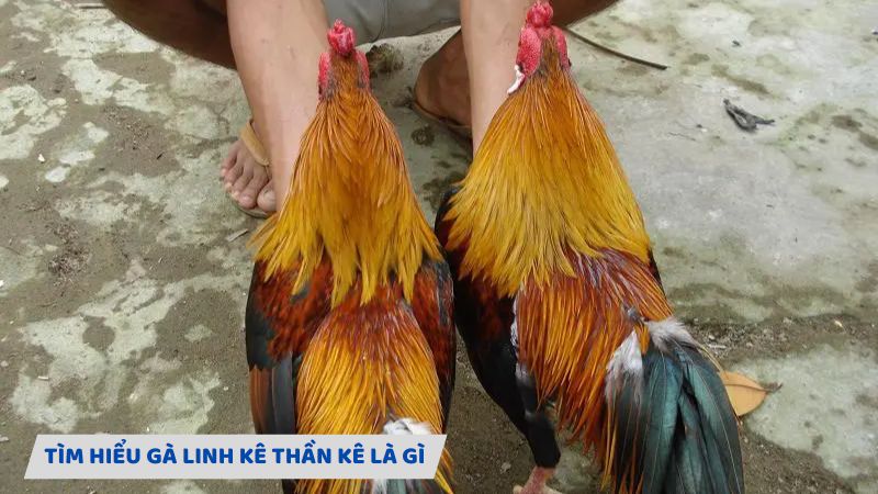 Tìm hiểu gà linh kê thần kê là gì?