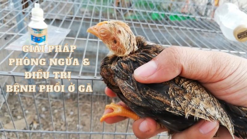 Giải pháp phòng ngừa & điều trị bệnh phổi ở gà