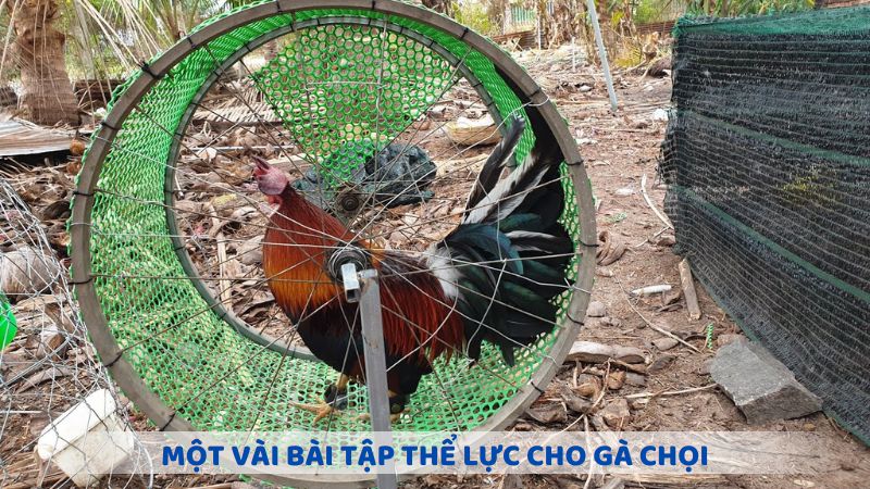 Một vài bài tập thể lực cho gà chọi