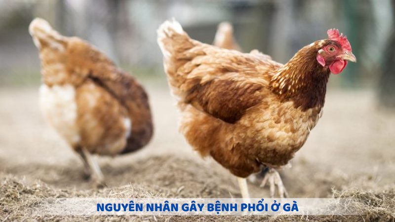 Nguyên nhân tiềm ẩn dẫn đến bệnh phổi ở gà