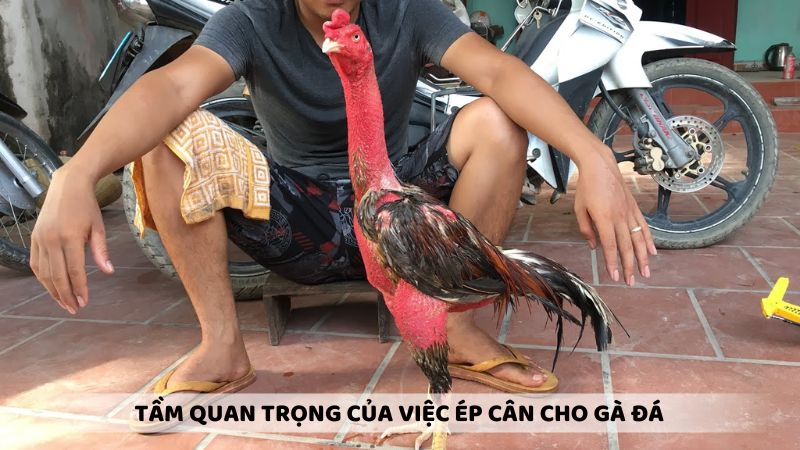 Tầm quan trọng của việc ép cân cho gà đá