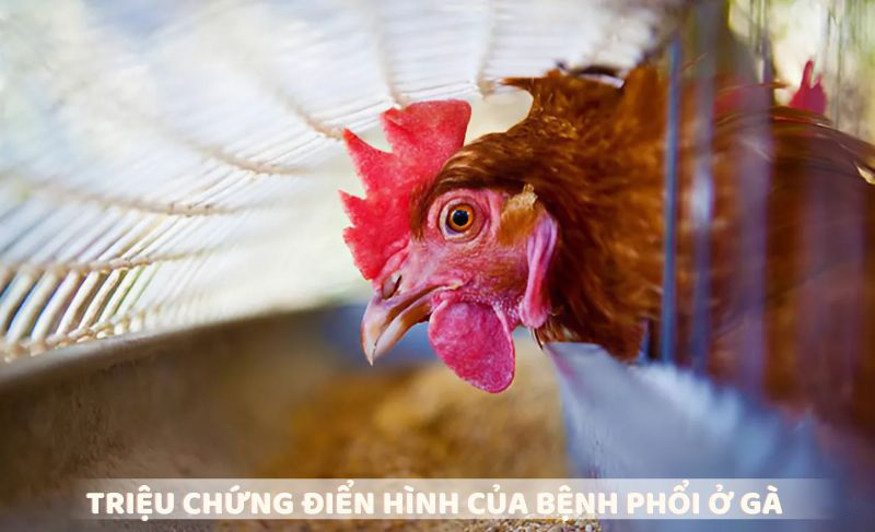 Triệu chứng điển hình của bệnh phổi ở gà